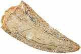 Serrated, Raptor Tooth - Real Dinosaur Tooth #238671-1